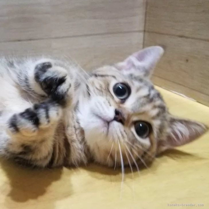 ID:2404-03257の子猫