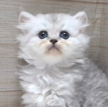 ペルシャ(チンチラ)【岐阜県・女の子・2024年9月3日・シルバー】の写真「おっとり美人父親似」