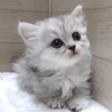 ミヌエット(短足)【岐阜県・女の子・2024年9月2日・シルバー】の写真「ぱっちりお目目で控え目です」