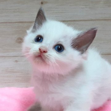 ラグドール【岐阜県・男の子・2024年9月2日・ブルーポイントバイカラー】の写真「甘えん坊  仲良し4兄弟」