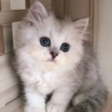 ペルシャ(チンチラ)【岐阜県・男の子・2023年5月26日・シルバー（ふわふわ）】の写真「瞳の大きな仲良し兄弟」