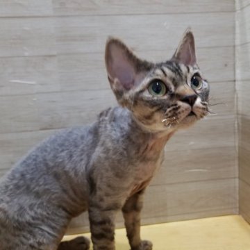デボンレックス【岐阜県・男の子・2023年9月13日・ブラウンタビー】の写真「とってもフレンドリー」