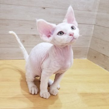 デボンレックス【岐阜県・男の子・2024年3月23日・ホワイト】の写真「立派なお耳です」