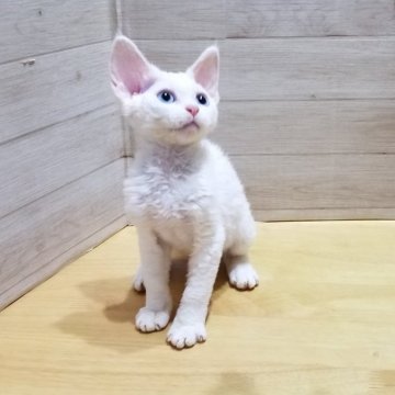 デボンレックス【岐阜県・女の子・2024年3月25日・ホワイト】の写真「青い瞳」