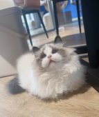 ラグドール【・男の子・2023年1月16日・ブルーポントバイカラー】