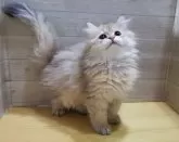 ペルシャ(チンチラ)【岐阜県・女の子・2024年3月11日・ゴールデン】の写真2