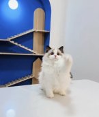 ラグドール【・女の子・2023年1月14日・シールポイントバイカラー】