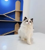 ラグドール【・女の子・2023年1月14日・シールポイントバイカラー】