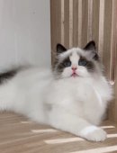 ラグドール【・男の子・2023年1月16日・ブルーポントバイカラー】