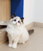 ラグドール【・女の子・2023年1月14日・シールポイントバイカラー】