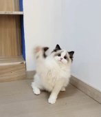 ラグドール【・女の子・2023年1月14日・シールポイントバイカラー】