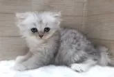 ペルシャ(チンチラ)【岐阜県・女の子・2024年9月3日・シルバー】の写真5