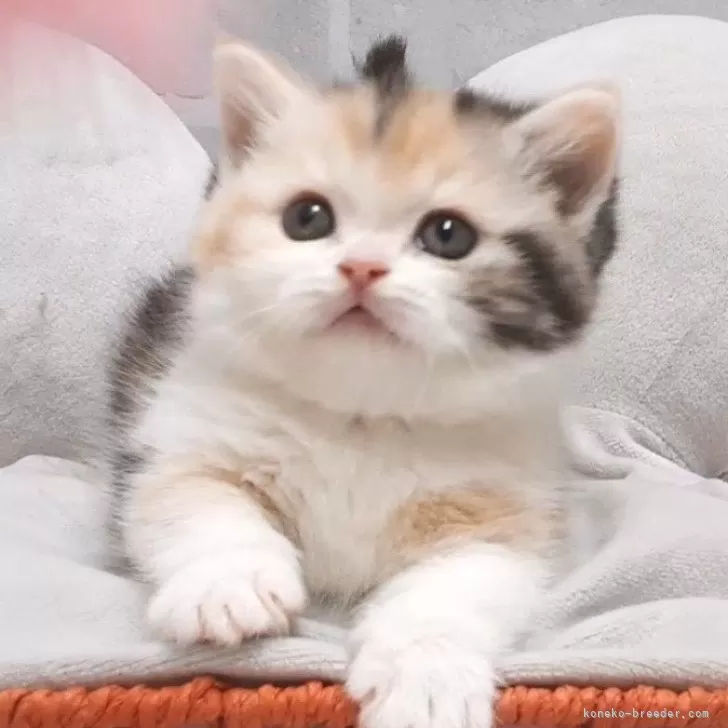 T.S 様のお迎えした子猫