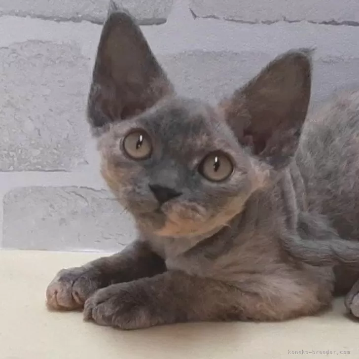 T.K 様のお迎えした子猫