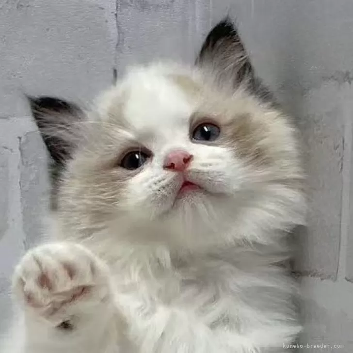 ID:2502-01114の子猫