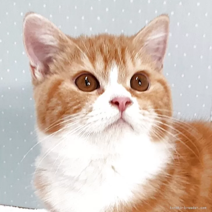 ミヌエット(長足)【岐阜県・男の子・2025年7月22日・レッドタビー&amp;ホワイト】の写真1