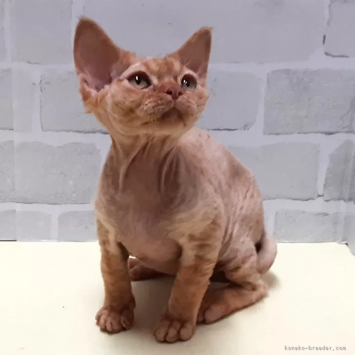 ID：2412-02847の子猫