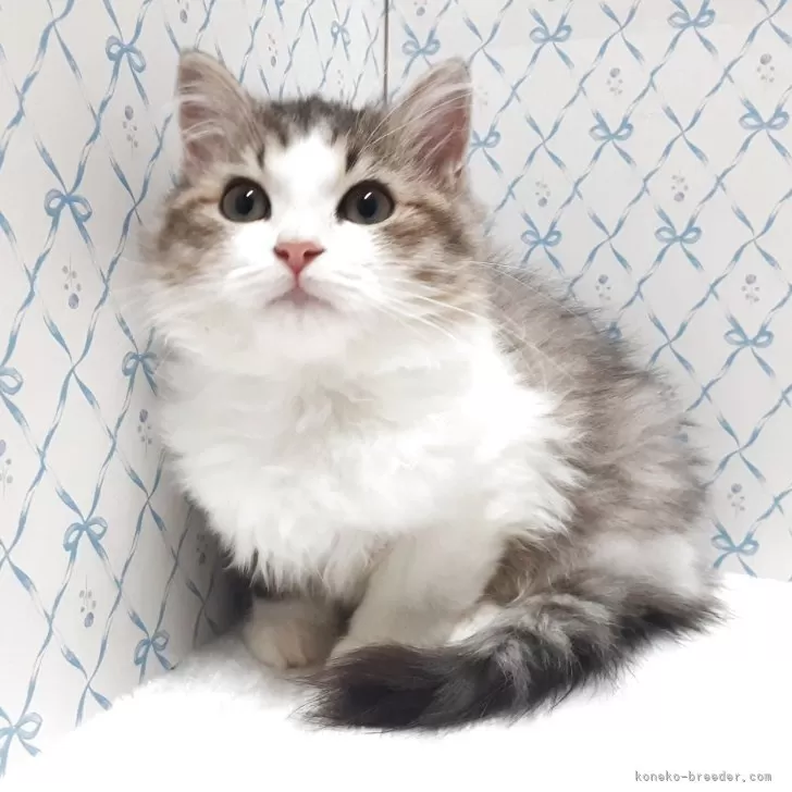 ラグドール×チンチラペルシャ【岐阜県・女の子・2025年8月11日・ブラウンタビー&amp;ホワイト】の写真1