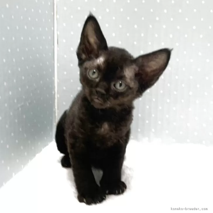ID:2504-02816の子猫