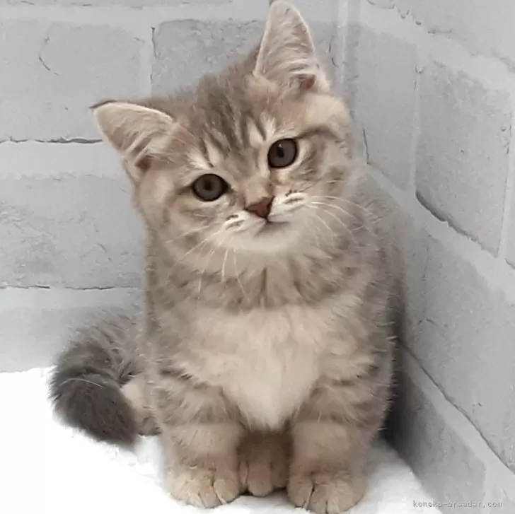 ID：2411-01787の子猫