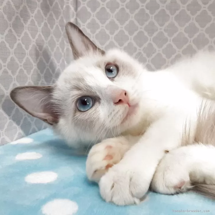 M.T 様のお迎えした子猫