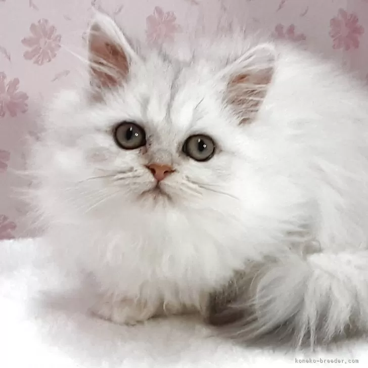 ペルシャ(チンチラ)【岐阜県・女の子・2025年9月5日・チンチラシルバー】の写真1