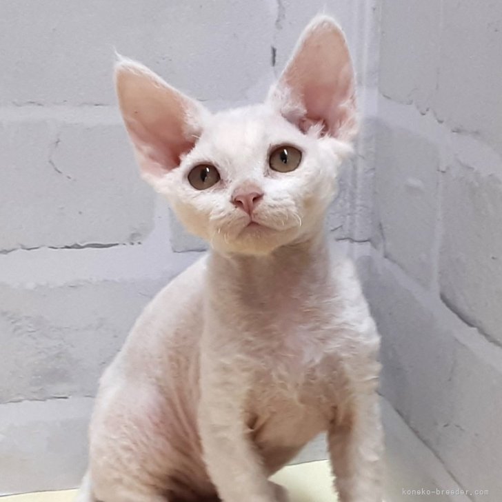 T.K 様のお迎えした子猫