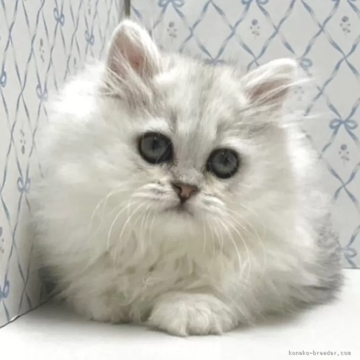 ID:2504-02626の子猫