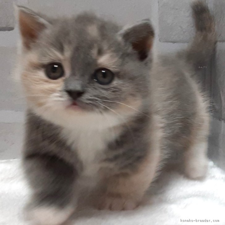 S.Y 様のお迎えした子猫