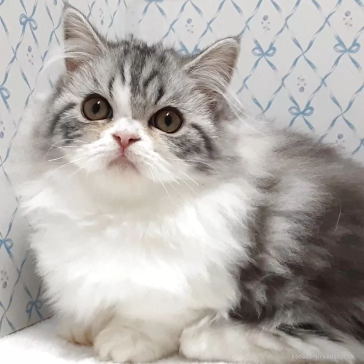 ミヌエット(短足)【岐阜県・女の子・2025年7月22日・ブルータビー&amp;ホワイト】の写真1