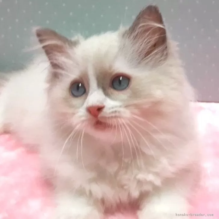 ID：2506-01234の子猫