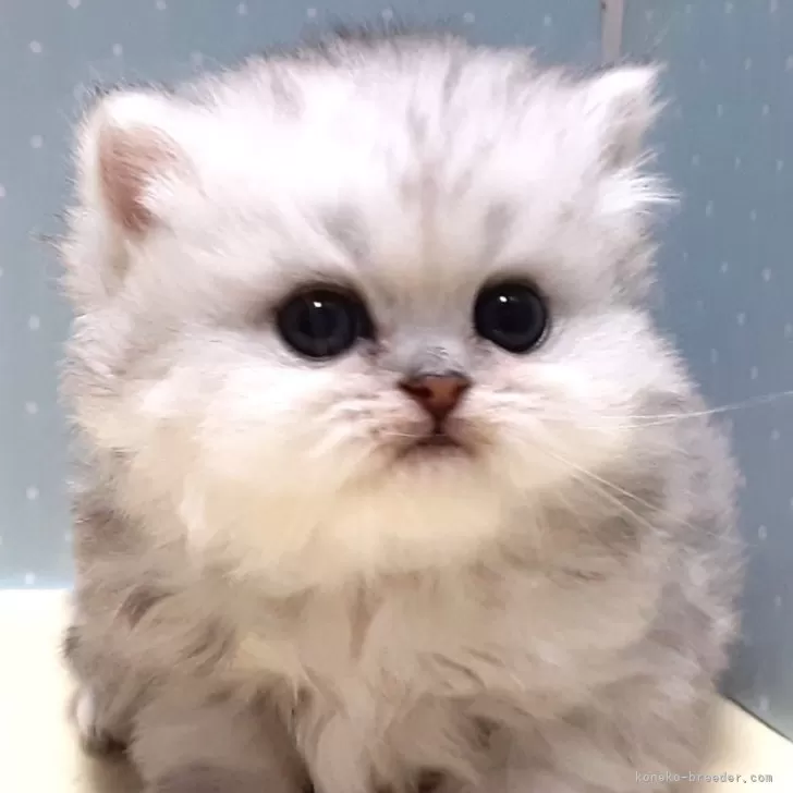 ID:2501-00472の子猫