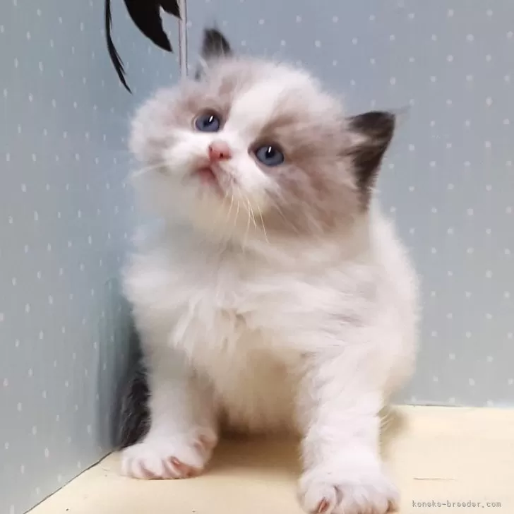 ID：2502-01122の子猫