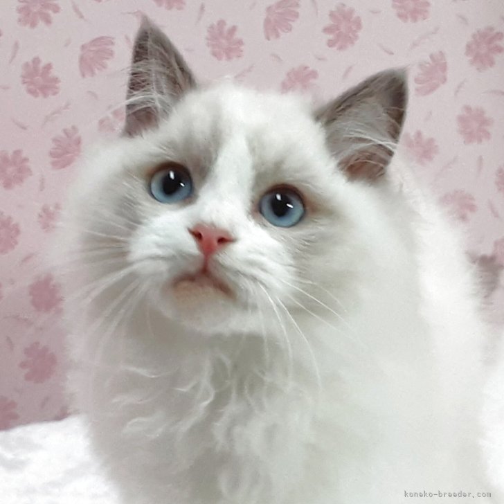 ブリーダー画像