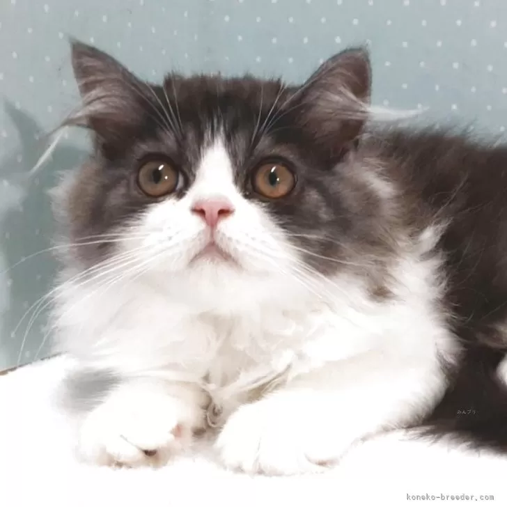 ミヌエット(長足)【岐阜県・男の子・2025年7月22日・ブルータビー&amp;ホワイト】の写真1