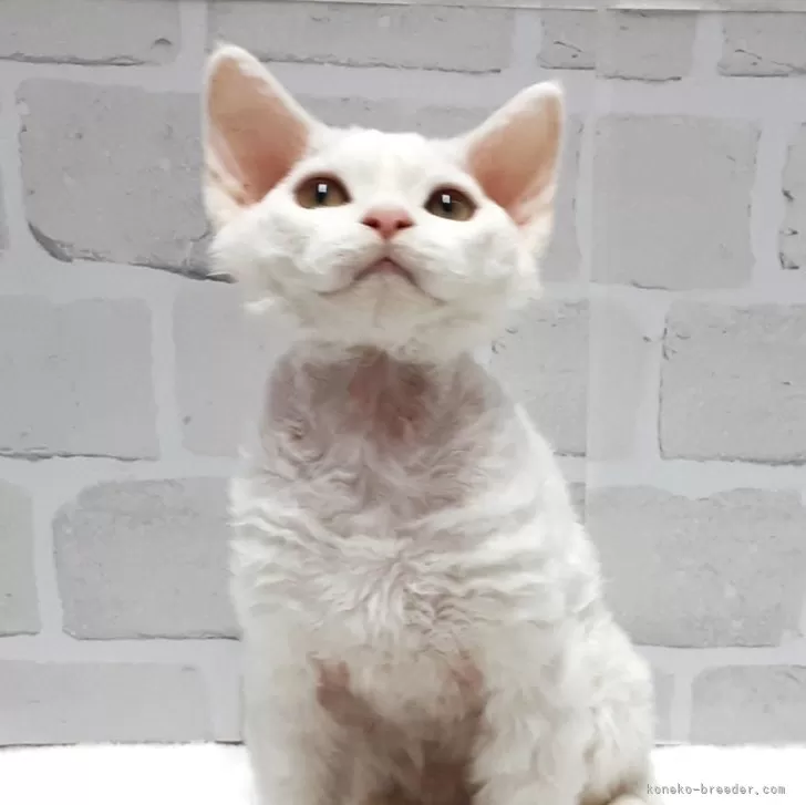 ID：2410-03439の子猫