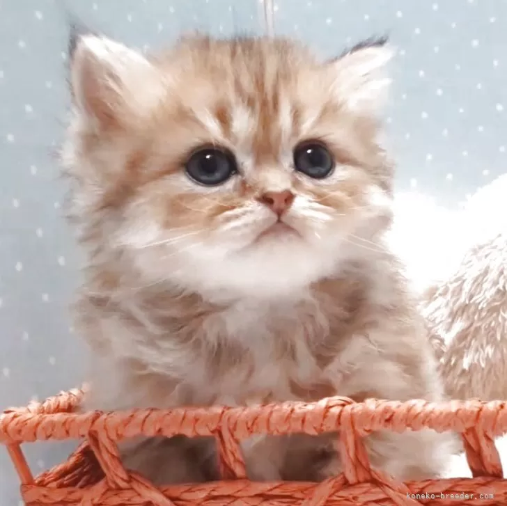 ID：2504-02627の子猫