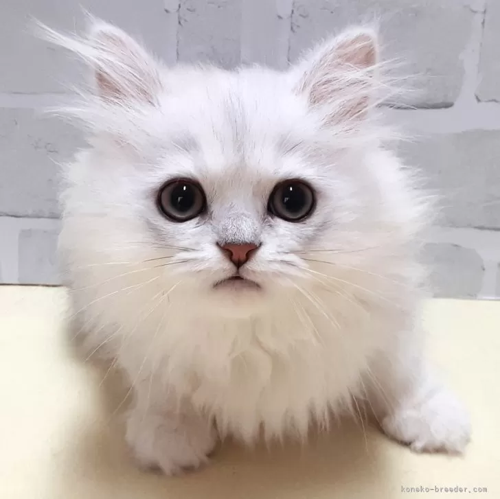 ID:2412-01937の子猫