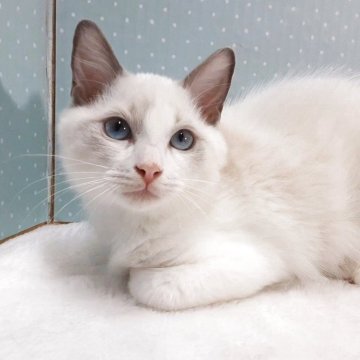 ラグドール【岐阜県・男の子・2025年7月31日・ブルーポイントバイカラー】の写真「おっとり控え目」