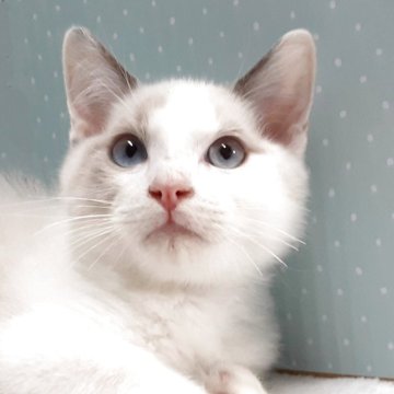 ラグドール【岐阜県・男の子・2025年7月31日・ブルーポイントバイカラー】の写真「愛嬌物です。」
