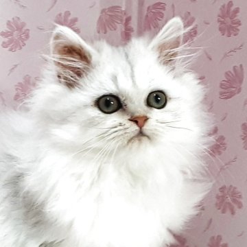 ペルシャ(チンチラ)【岐阜県・女の子・2025年9月5日・チンチラシルバー】の写真「甘えちゃん」