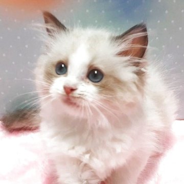 ラグドール【岐阜県・女の子・2025年5月5日・シールポイントバイカラー】の写真「おてんば丸顔」