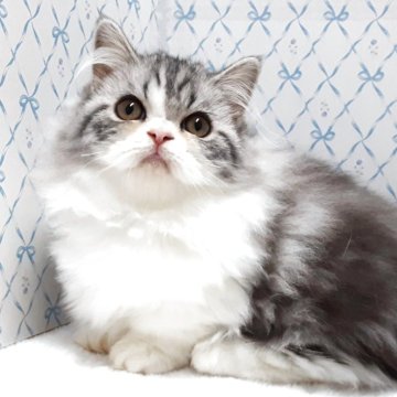 ミヌエット(短足)【岐阜県・女の子・2025年7月22日・ブルータビー&ホワイト】の写真「お茶目なふんわりさん」