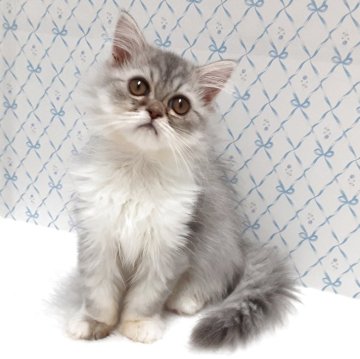 エキゾチック×ペルシャ(チンチラ)【岐阜県・男の子・2025年8月13日・シルバータビー&ホワイト】の写真「遊ぶの大好き」