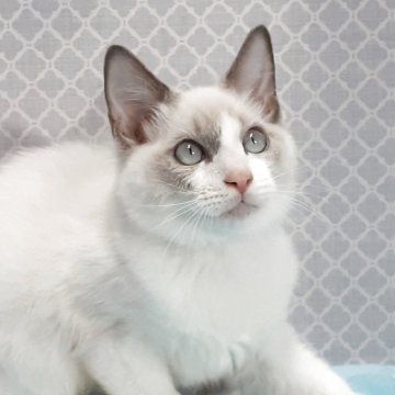 ラグドール【岐阜県・男の子・2025年7月31日・ブルーポイントバイカラー】の写真「元気一番」