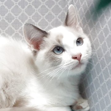 ラグドール【岐阜県・男の子・2025年7月31日・ブルーポイントバイカラー】の写真「愛嬌物です。」