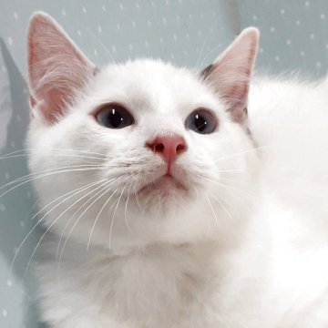 ラグドール【岐阜県・男の子・2025年7月31日・ブルーポイントバイカラー】の写真「マイペースです。」