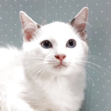 ラグドール【岐阜県・男の子・2025年7月31日・ブルーポイントバイカラー】の写真「マイペースです。」