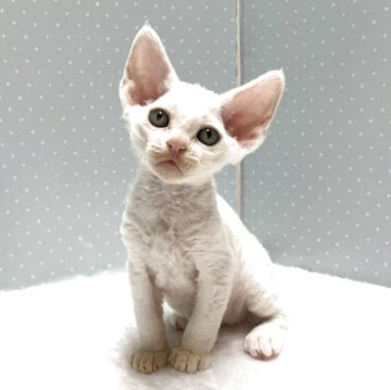デボンレックス【岐阜県・男の子・2025年3月3日・ホワイト】の写真「ちょっぴり甘えん坊」
