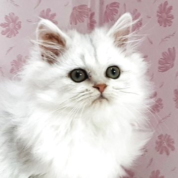 ペルシャ(チンチラ)【岐阜県・女の子・2025年9月5日・チンチラシルバー】の写真「甘えちゃん」